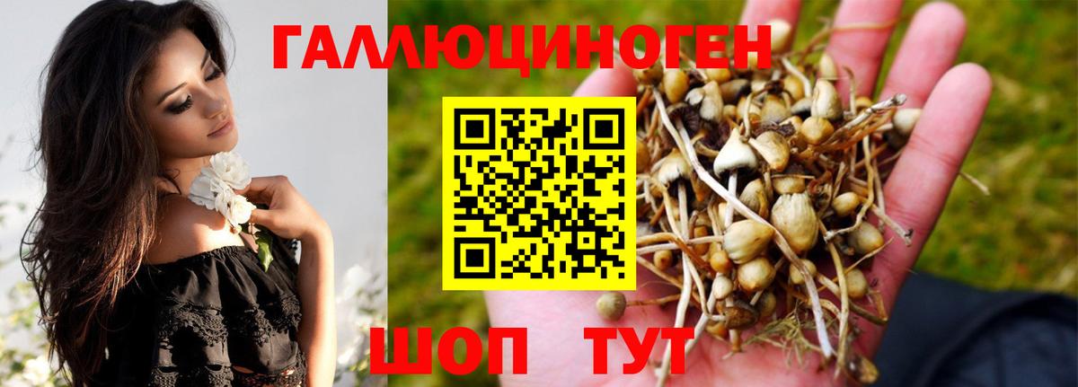 Галлюциногенные грибы Psilocybe  Галлюциногенные грибы Psilocybe  Жуковский  Вход с VPN 